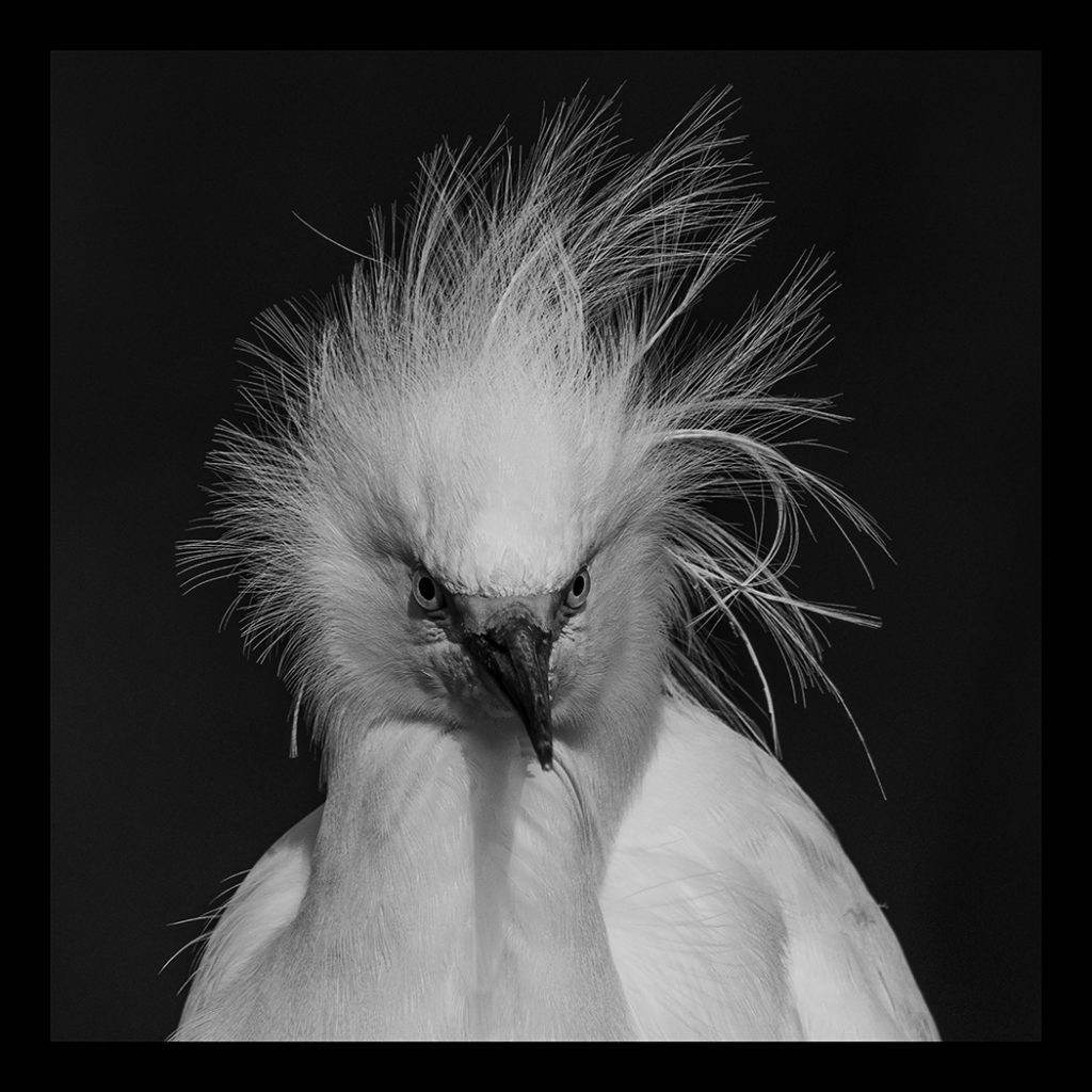Bad Feather Day - George Peterson
